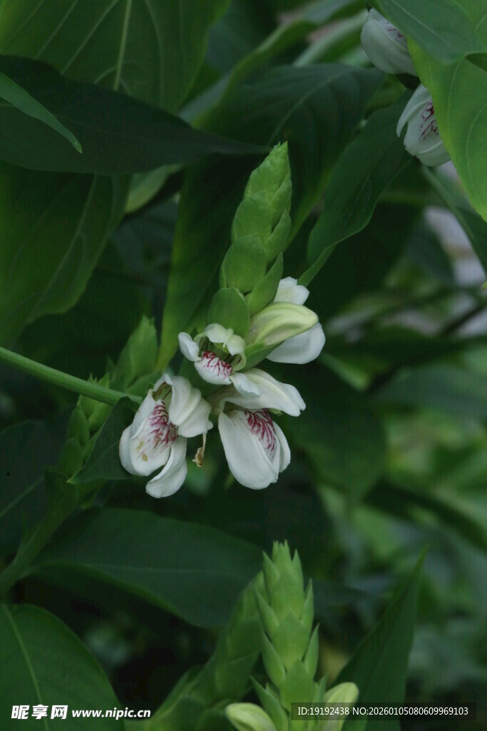 鸭嘴花  