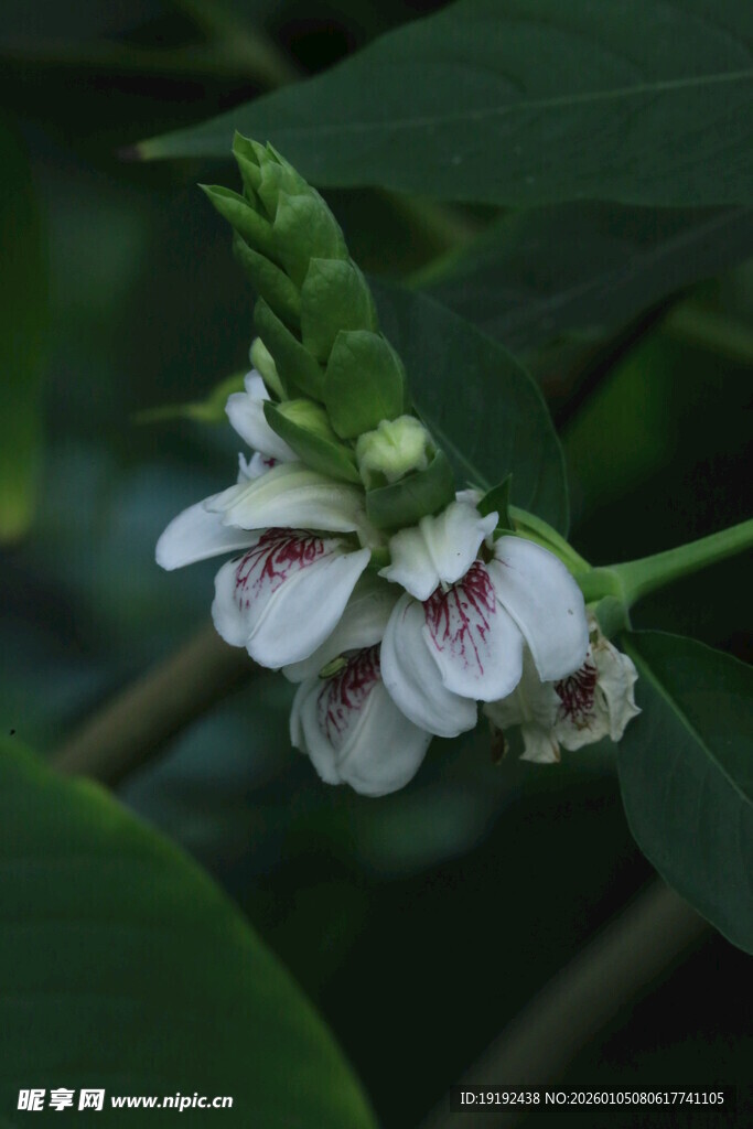 鸭嘴花 