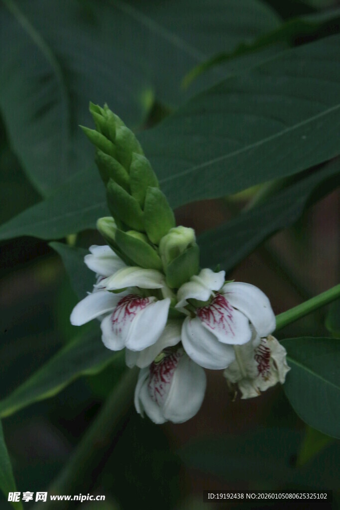 鸭嘴花  