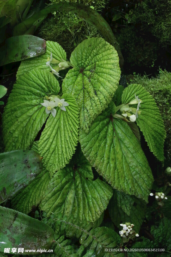 热带植物 