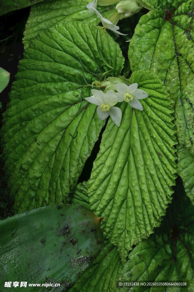 热带植物 
