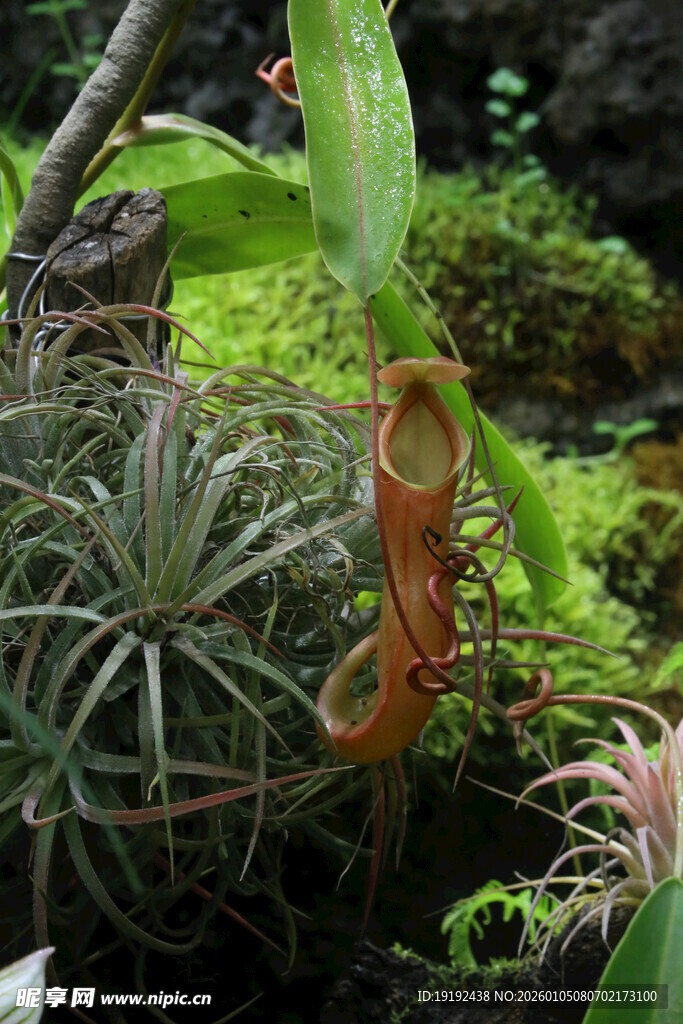 热带植物  