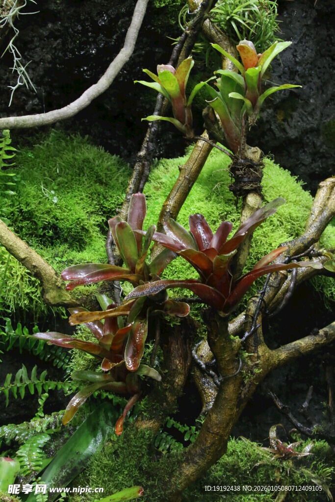 热带植物  