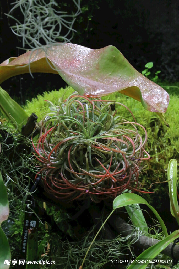 观叶花草  