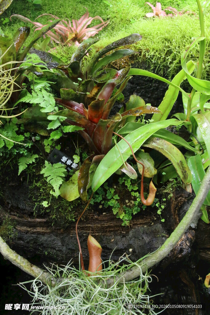 热带植物  