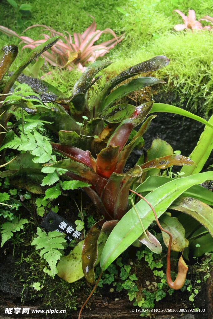 观叶花草  
