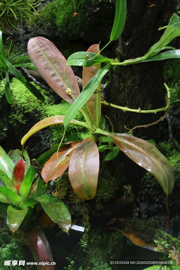 热带植物  