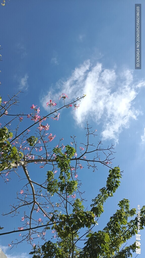 蓝天绿树间的白云景致