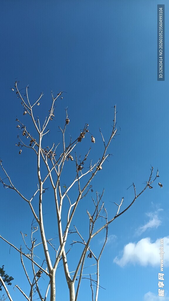 蓝天枯枝景象