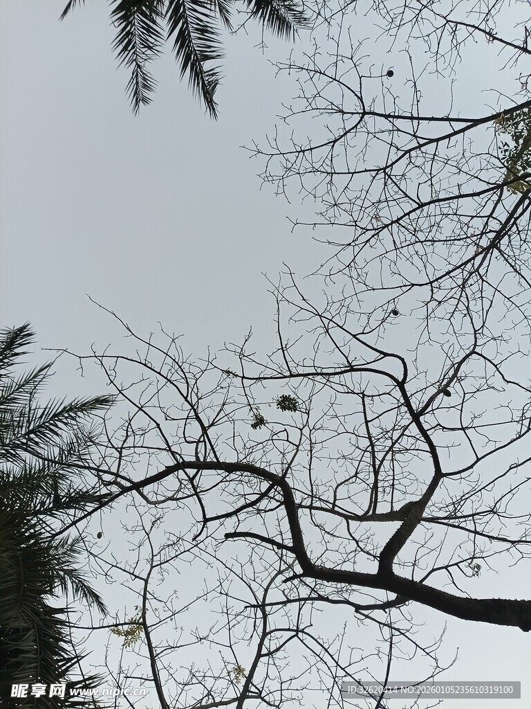 树枝与天空的冬日景象