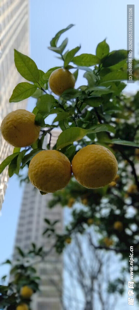 枝头挂着的金黄圆润柑橘