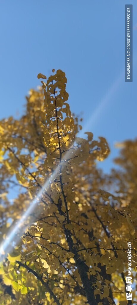 秋日金黄树林蓝天美景