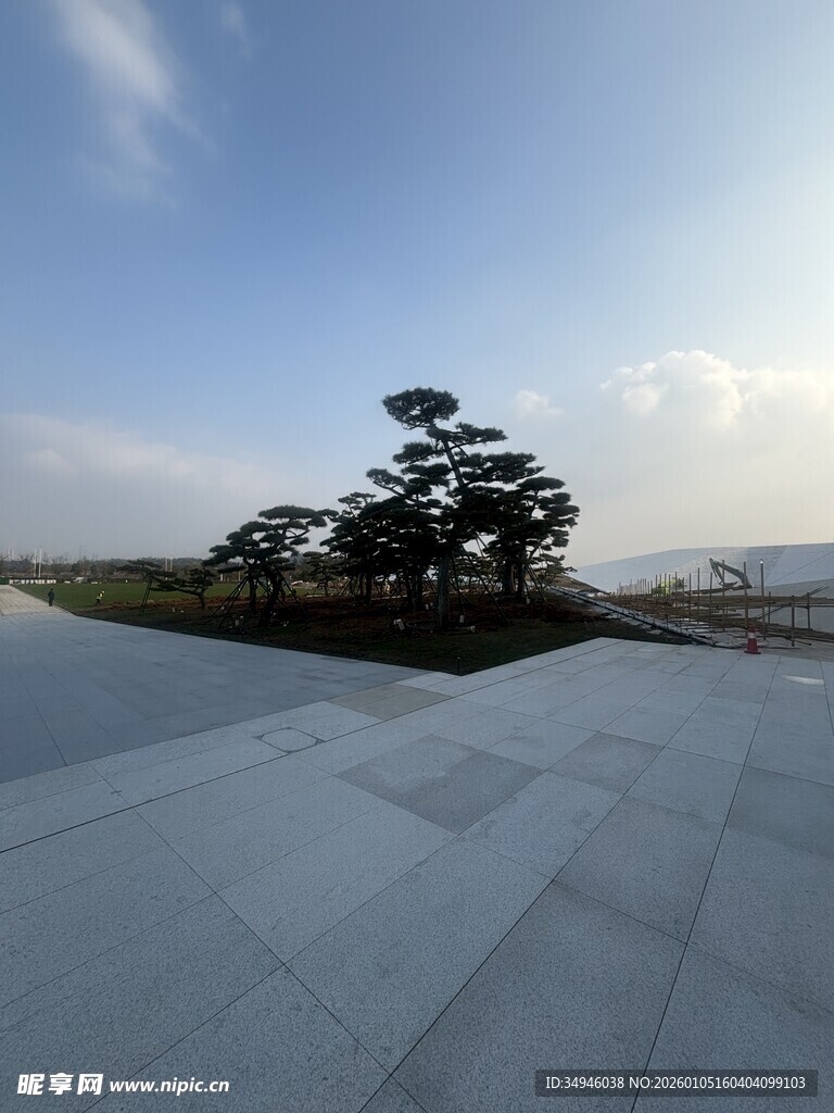 开阔广场上的孤树景观