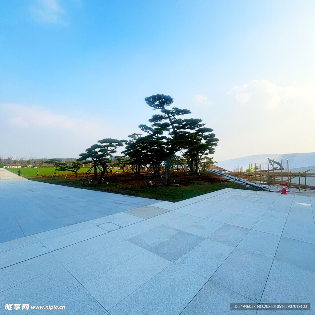 开阔广场上的葱郁树木