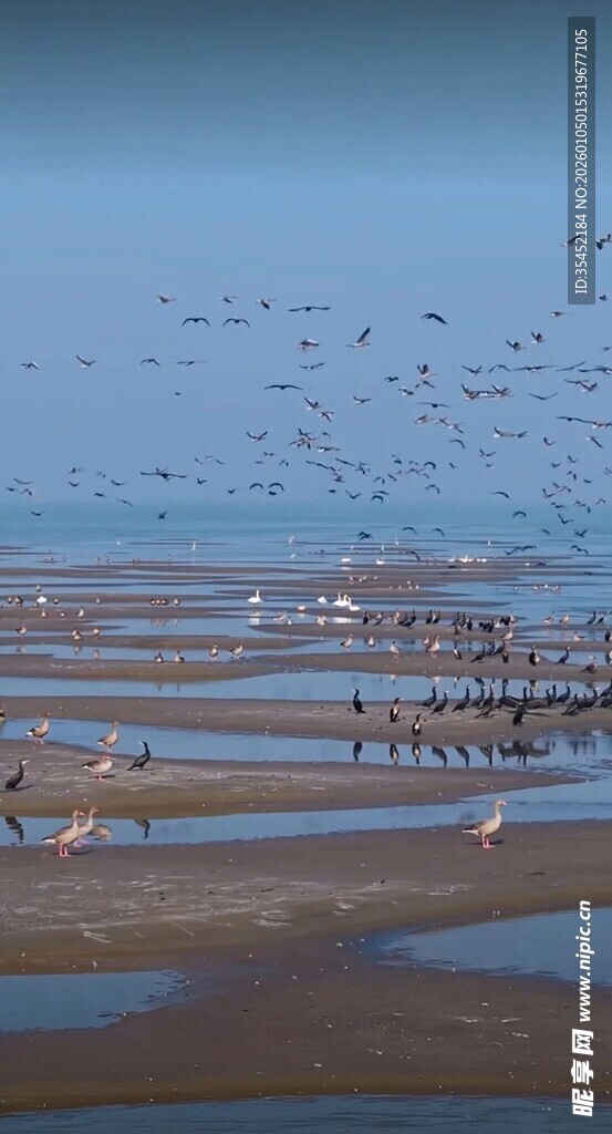 海滩群鸟