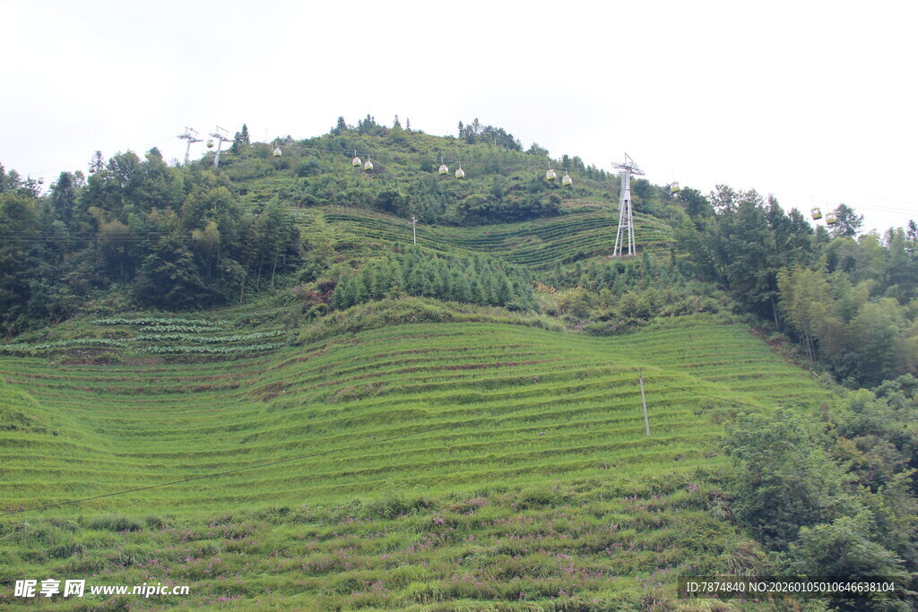 翠绿山坡上的田园景致