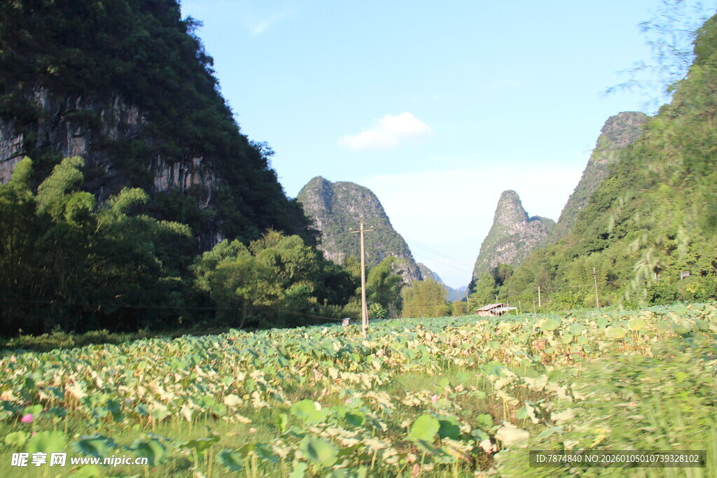 山水间的荷塘美景