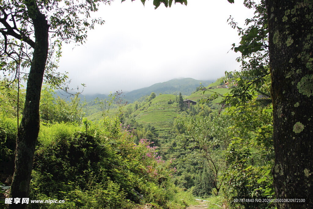 山林绿意盎然的自然景致