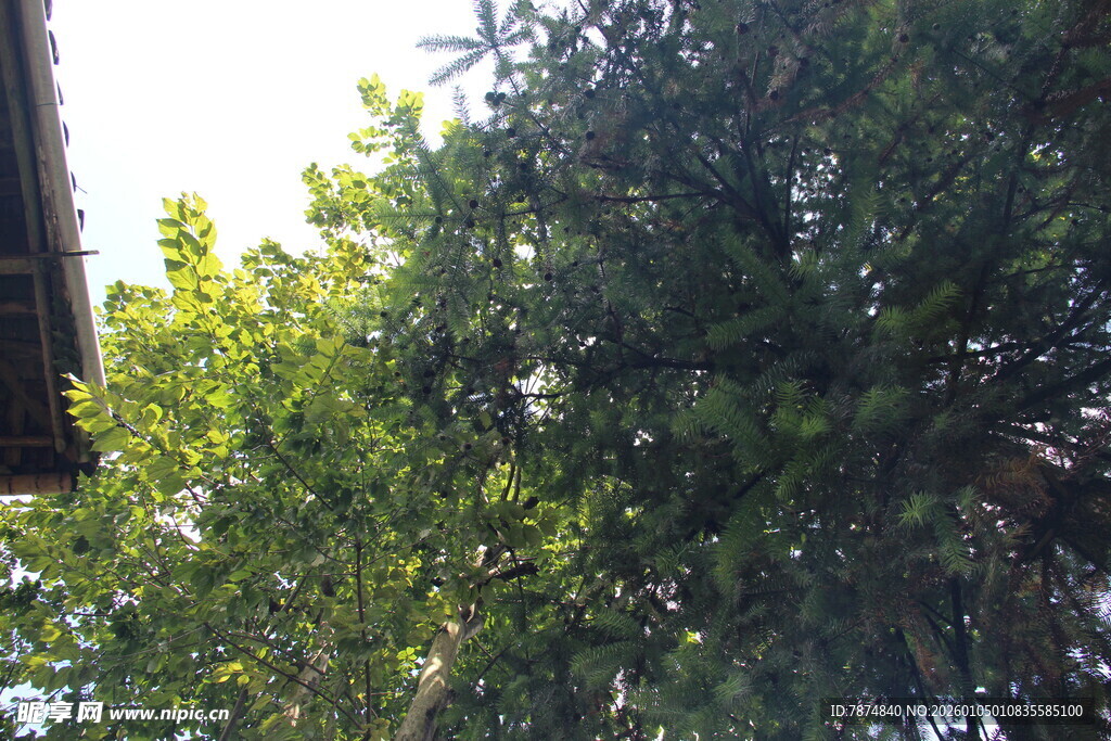 绿叶繁茂的树木