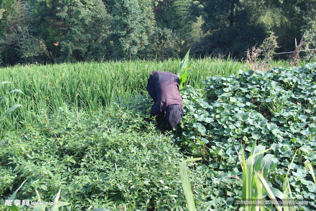 田间劳作的农民
