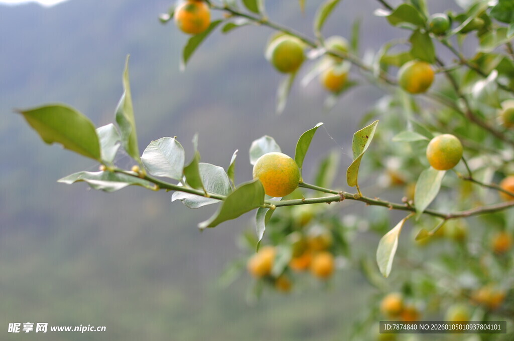 枝头金桔伴白花绽放