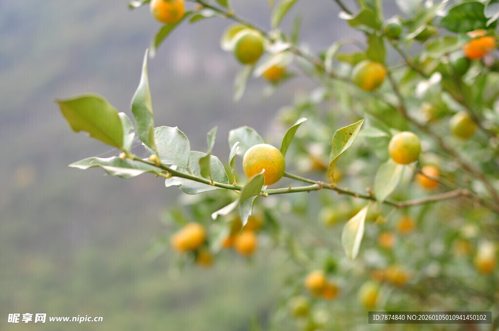 枝头金桔挂 绿叶相映衬