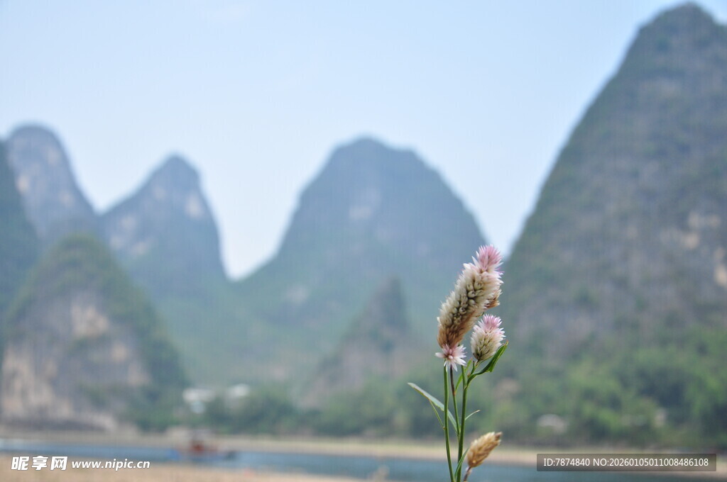 漓江畔的独秀花草