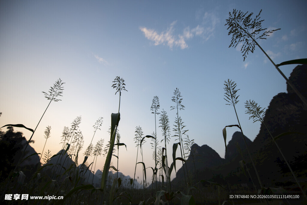 夕阳下的植物与远山剪影