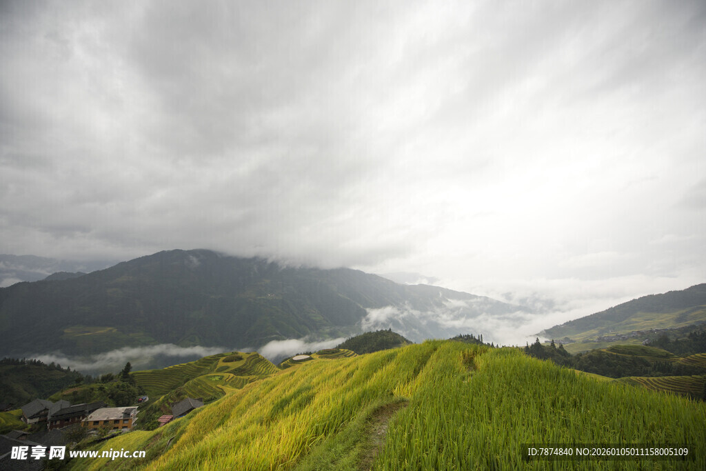 山间绿野 云雾缭绕的稻田