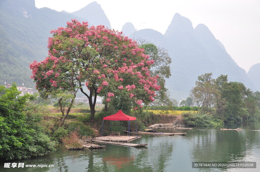 湖畔繁花树与红伞美景