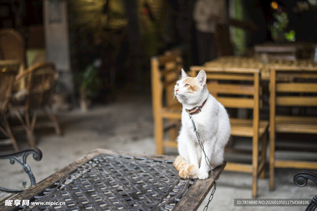 户外木椅上的白色猫咪