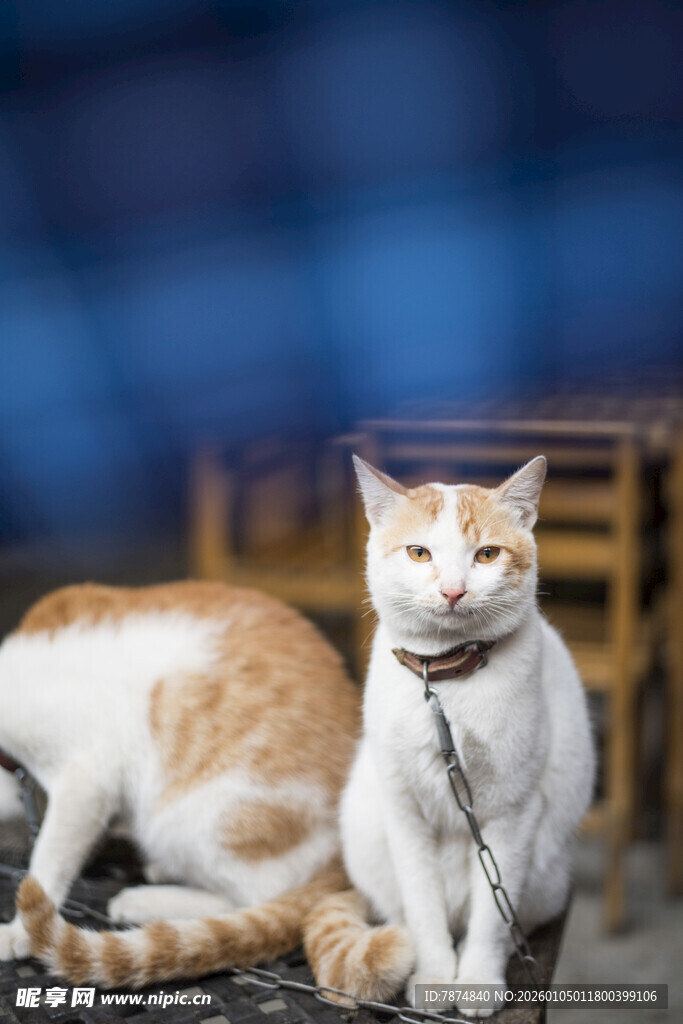 两只可爱猫咪的惬意瞬间