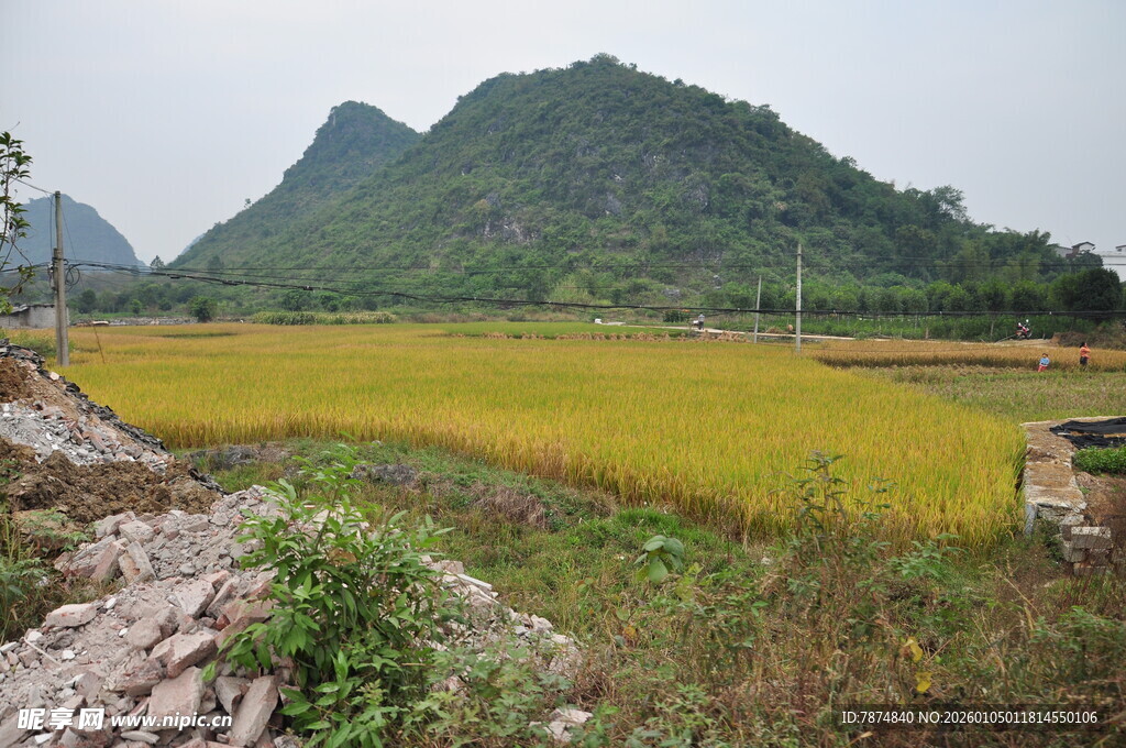 金黄稻田与远山美景