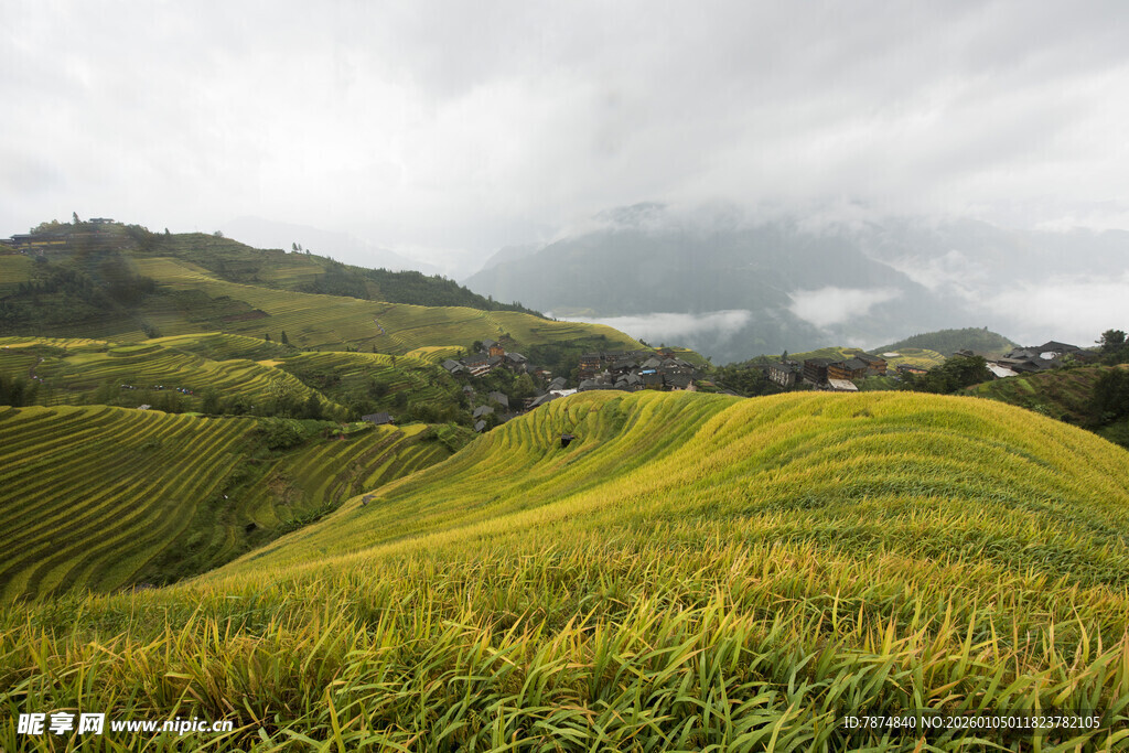 山间金黄梯田景色如画