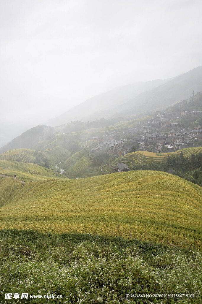 山间雾中灿烂的黄色花田