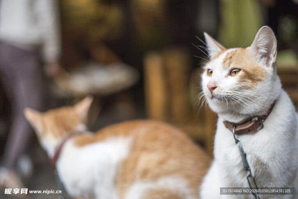 戴项圈的可爱猫咪