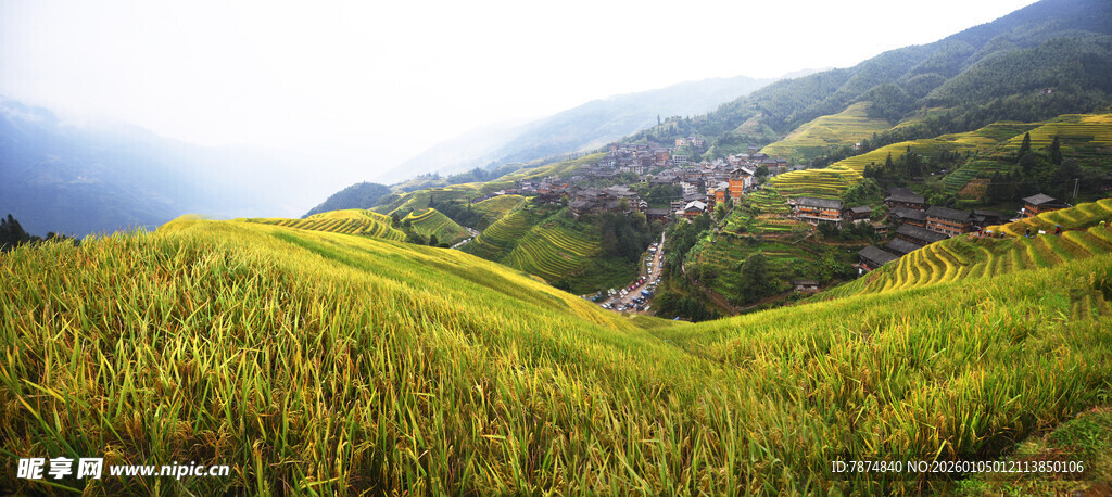 山间金黄梯田美景