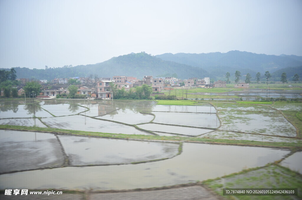 乡村水田风光