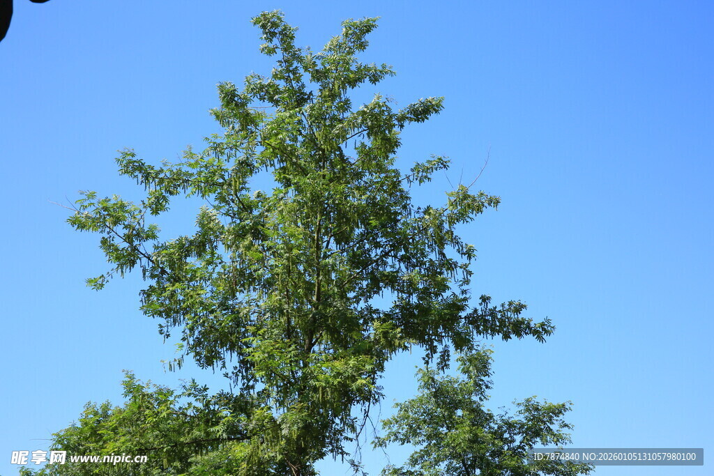 蓝天映衬下的葱郁绿树