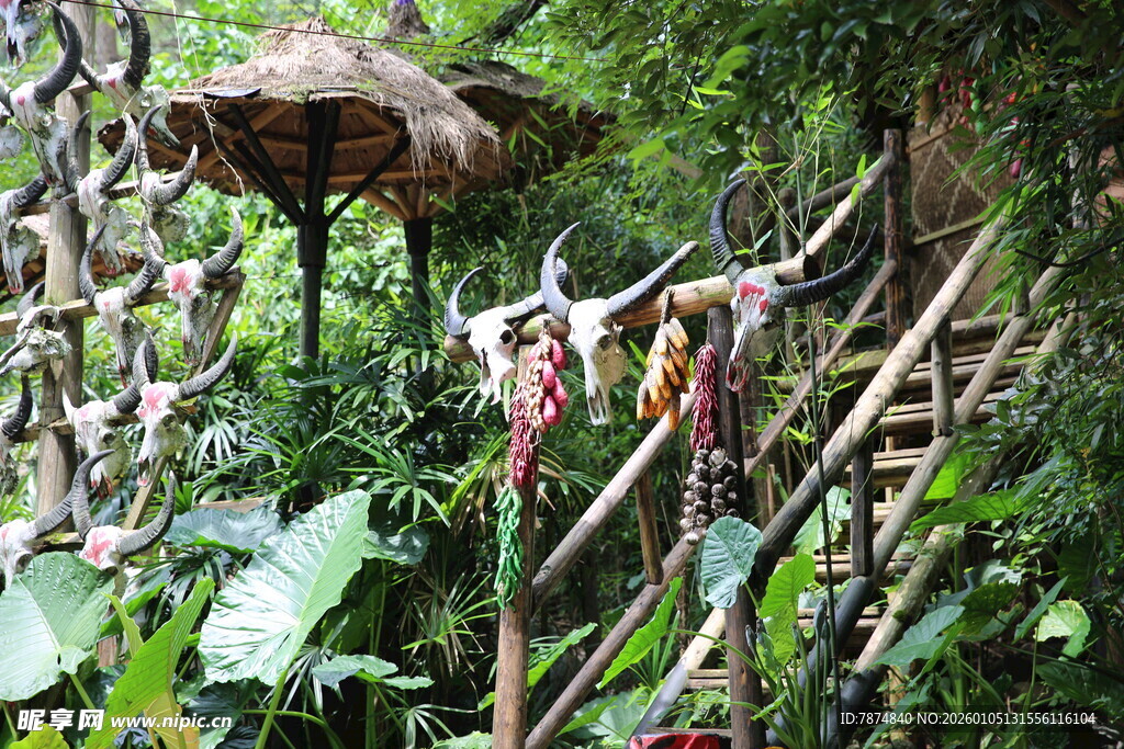 丛林中的简易吊床装置