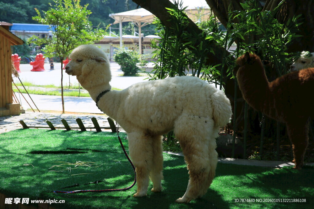 草地上的可爱羊驼