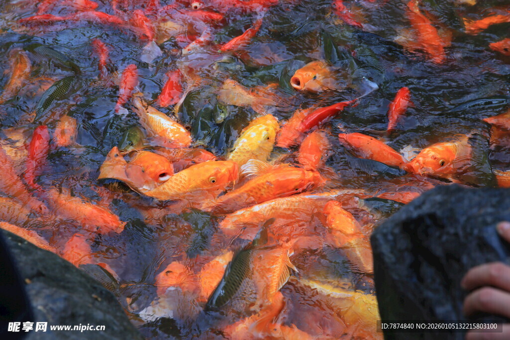 池塘中游动的多彩金鱼