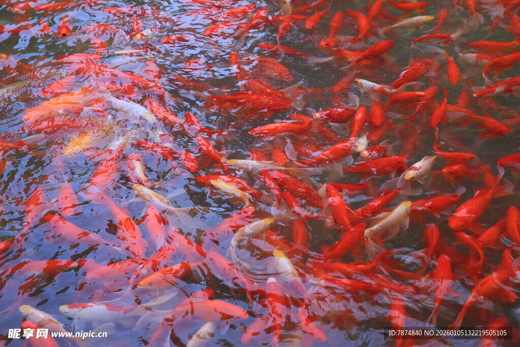 池塘中游动的多彩锦鲤