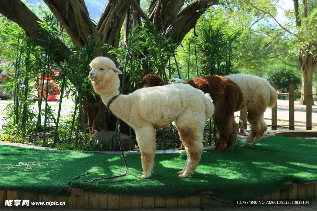 草地上的几只可爱羊驼