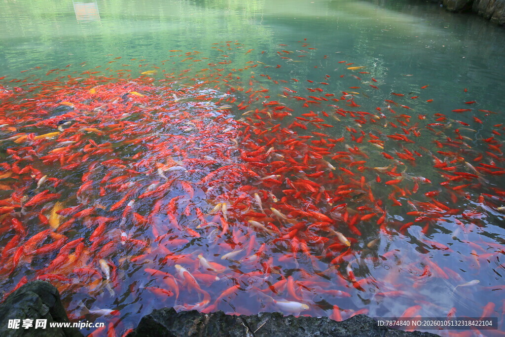 池塘中密集的红色鱼群
