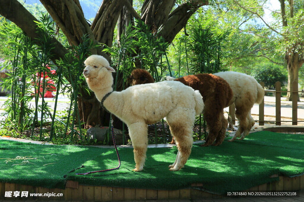 草地上的可爱羊驼雕塑