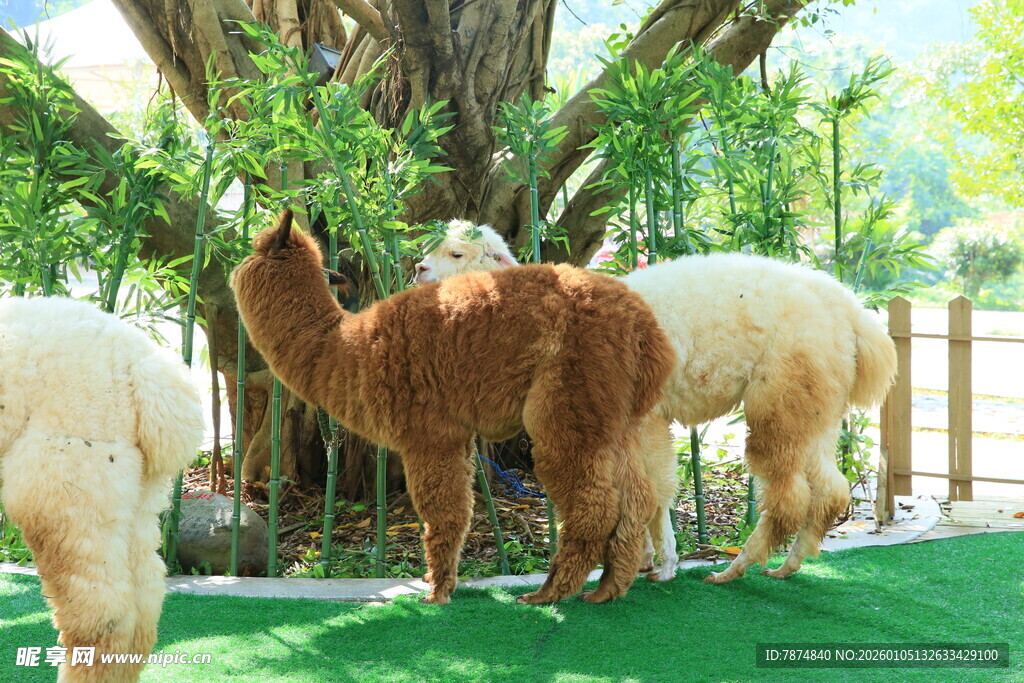 草地上的几只可爱羊驼