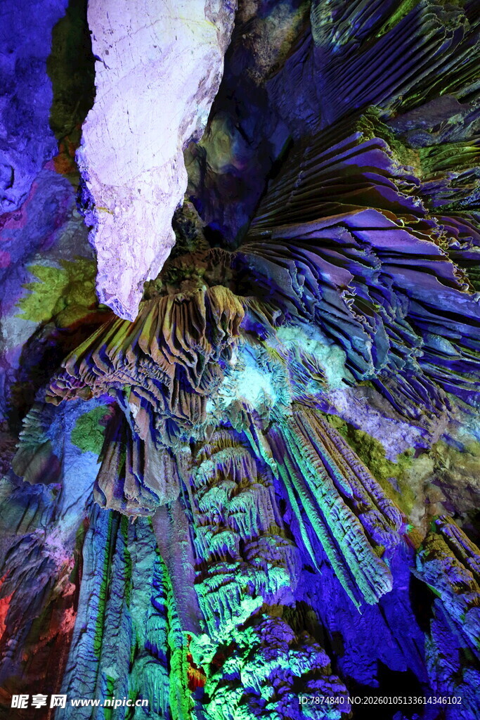 梦幻多彩植物微观景象