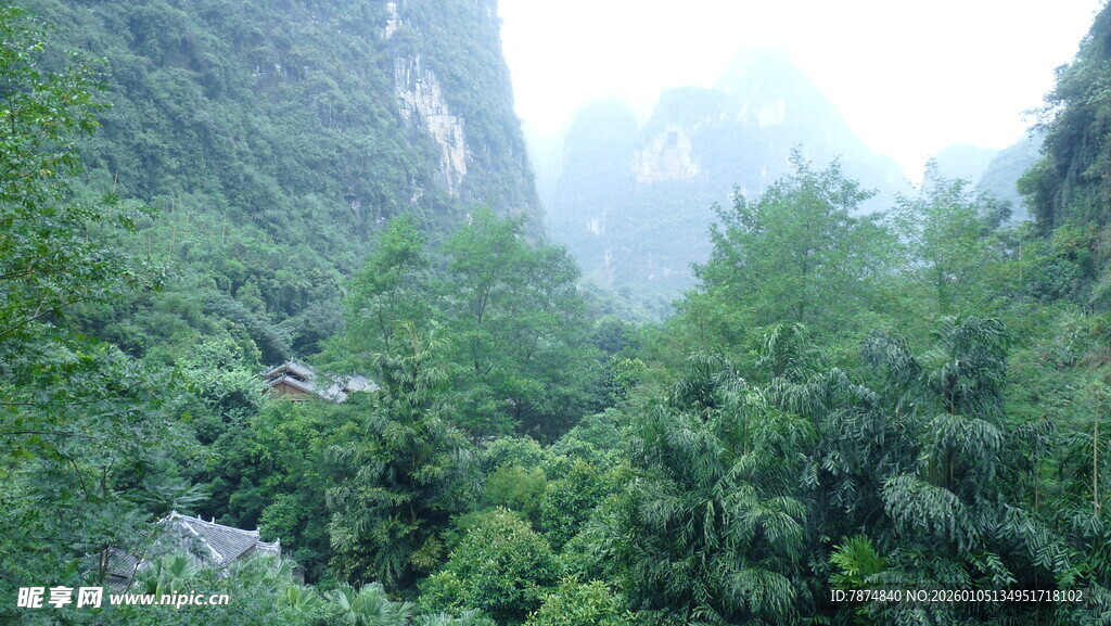 山间葱郁林木景观