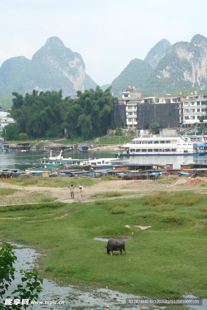 河畔田园风光 水牛悠然